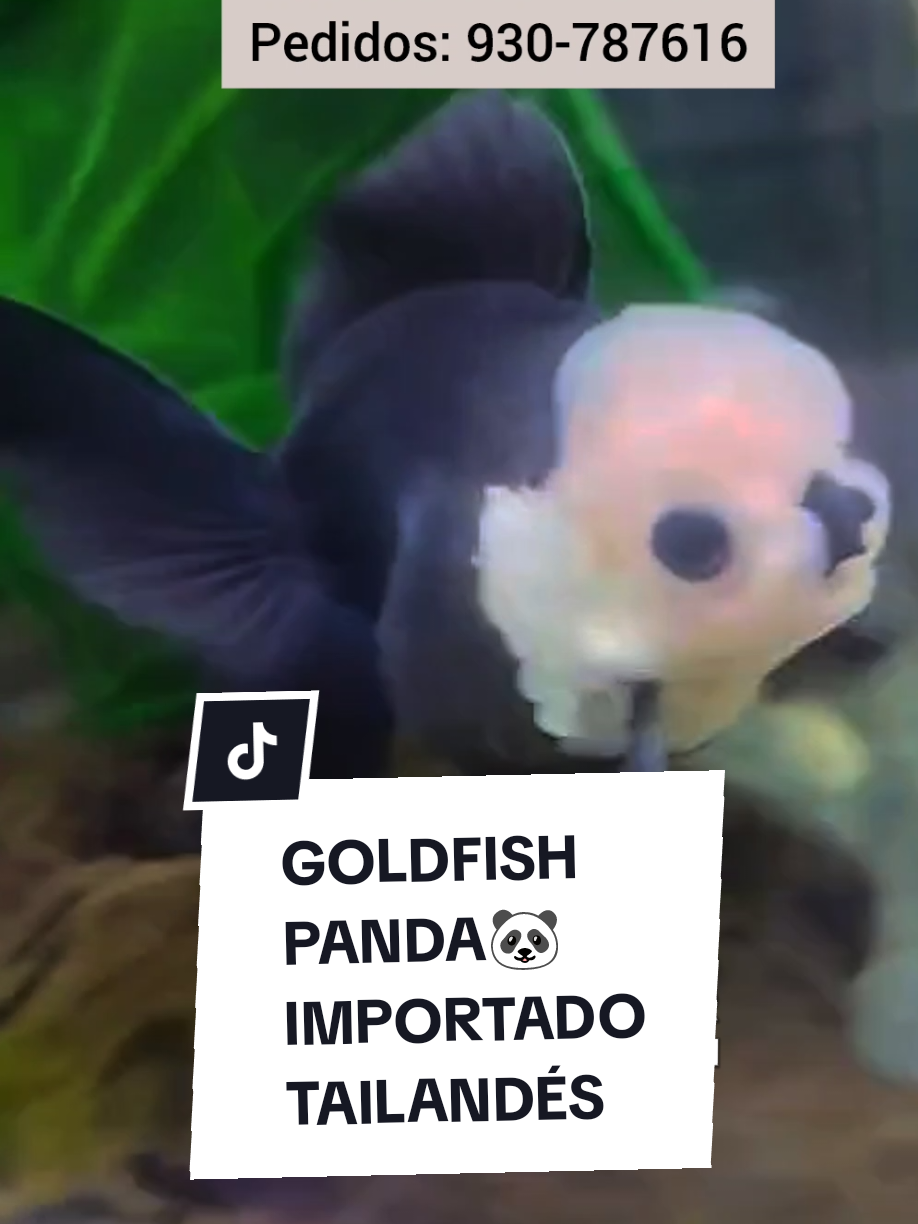🖤🤍 ¡EXCLUSIVO Y RECIÉN IMPORTADO DESDE TAILANDIA! Presentamos al Goldfish Panda y Panda Tricolor, uno de los peces más esperados por los coleccionistas de acuariofilia. 💎 Calidad top, colores definidos, estructura impecable y salud garantizada. 📦 Ya están en Lima y disponibles solo por esta tienda. 💬 Escríbenos por WhatsApp para separar el tuyo. 🎯 ¡No todos pueden tenerlo… pero tú sí puedes ser uno de ellos! . . . . . . #GoldfishPanda #PecesExóticos #AcuariofiliaPerú #GoldfishImportado #AcuaristasPeruanos #GoldfishLovers #PecesDeColección #AcuariosLima #PecesTailandeses #GoldfishTricolor #FishTok #TikTokPeces #AcuarioPerú #Exclusivo #ventadepecesdisco 