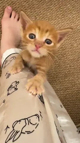 Baby Juju is so clingy #cutepetdebutplan #cute #orangecat #kittengrowthdiary #catdailylife 