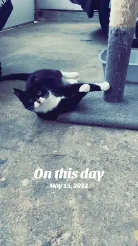 #onthisday  #Love #bella#feliz #fypシ゚viral 