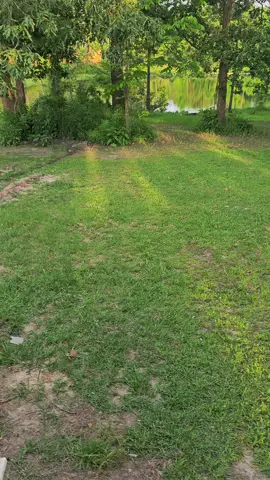 I am so happy, Bubbles has came back...She used to come and see me every afternoon and we cleared the land and she moved. #bubbles #raccoon #creatorsearchinsights #mamasoftiktok #animals 
