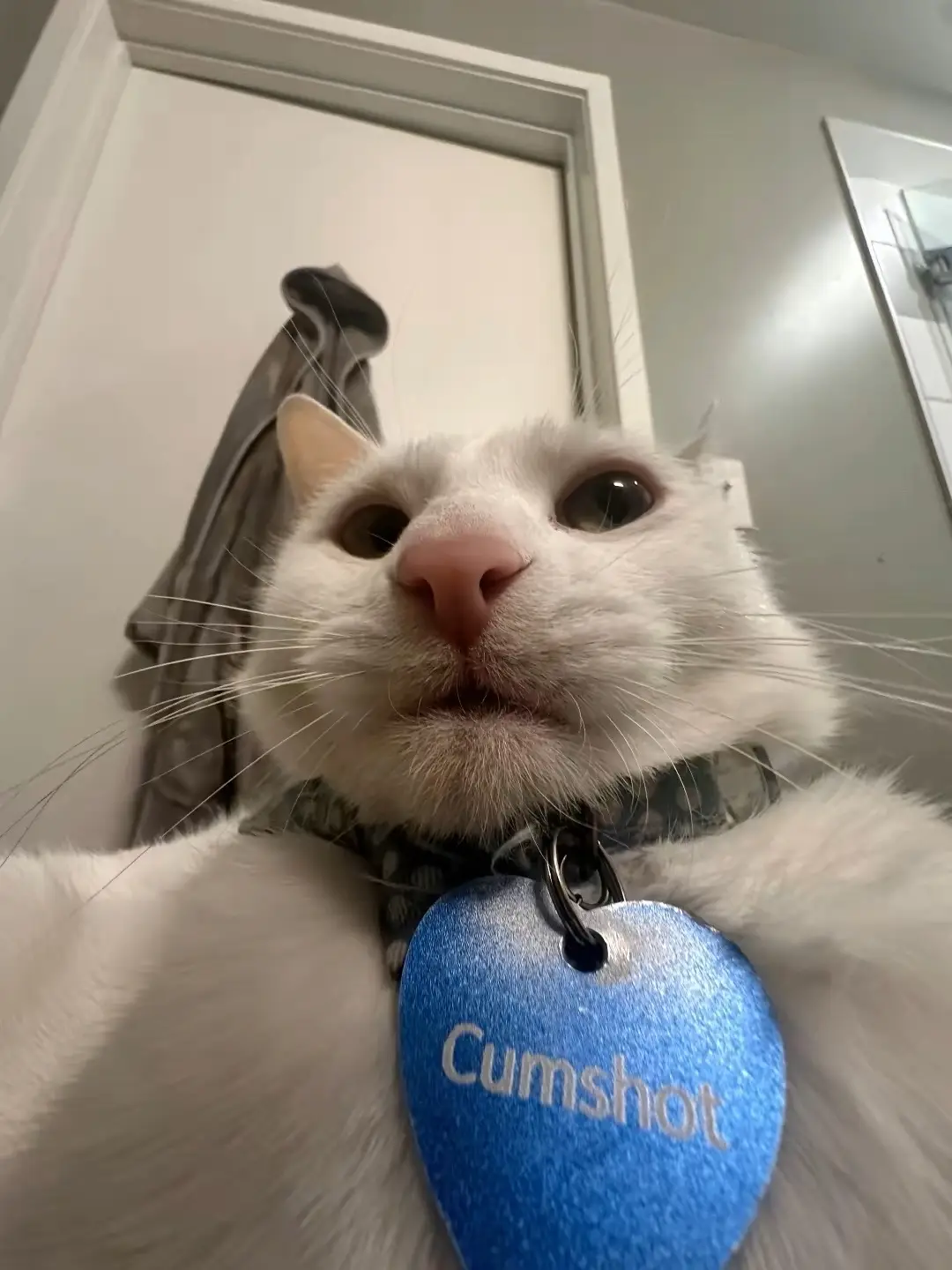 4 years ago, the best decision I have ever made happened on a whim! I saw a super cute cat online, and rushed to the humane society. However when I got to there, they said that the cat I wanted was already taken, heartbroken, I decided to look at the other cats. That’s when I saw my boy. He was chilling in a cage with no care in the world, I reached into his cage to pet him and he immediately bit me. I don’t know why, but I immediately thought, “that’s the cat I want” I  adopted him and got to brainstorming ideas on what to name him. I knew I wanted a unique name so I thought of maybe naming him milk, egg or even tofu. Obviously that is not what I chose, my friend as a funny joke suggested his current name and I thought it was hilarious and officially named him what I named him! Despite his name being a bit controversial, I honestly can’t see him being named anything else now, if you knew my cat you would understand lol. Thank you all for loving my cat despite the devious name choice! I can’t wait to spend many more years with my beautiful kitty, and hope you guys will still enjoy seeing him too! Happy gotcha day lil king ❤️🥰 #cat #gotcha #gotchaday #whitecat #PetsOfTikTok 