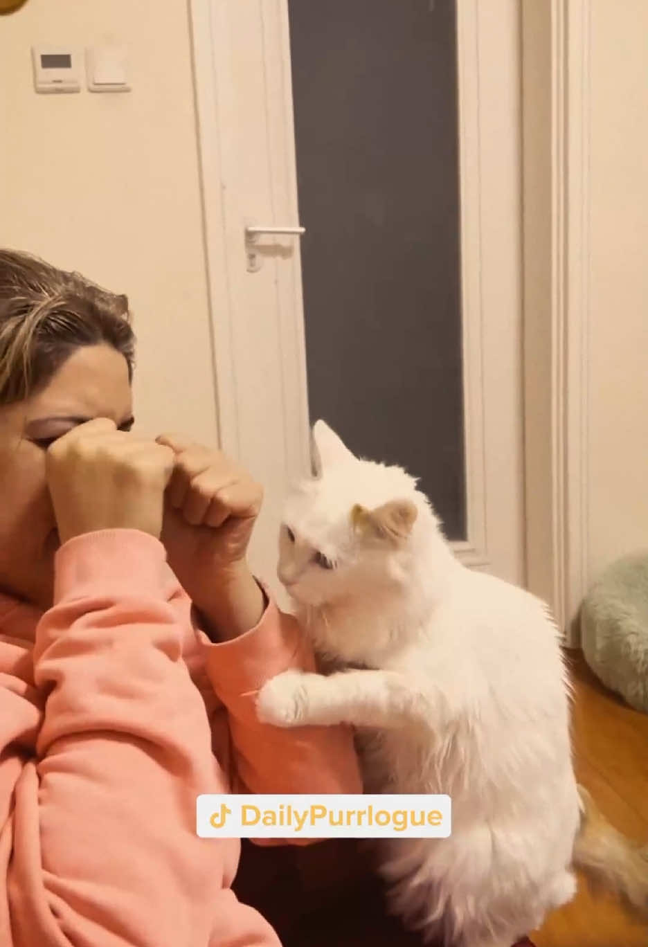 #cat #catsoftiktok #catlovers #cats #funnycats #catlover #funnycat #fyp 