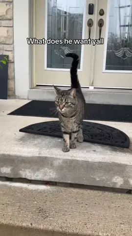 I go meow cat is back 🤣🤣🤣 #catsoftiktok #catlover #catlife #catloversclub #fyp #fypシ゚ #tabbycat #catmomlife #catasmr #cats #funnycat #catvideo #kitten #kittentok #meowing 