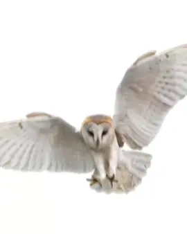 The bleh trilogy continues !! :D  - - - #barnowl #tytoalba #owl #owls #birdofprey #birdsofprey #raptor #raptors #animals #animal #wildlife #falconry #meme #memes #bleh #fyp #fyppp 