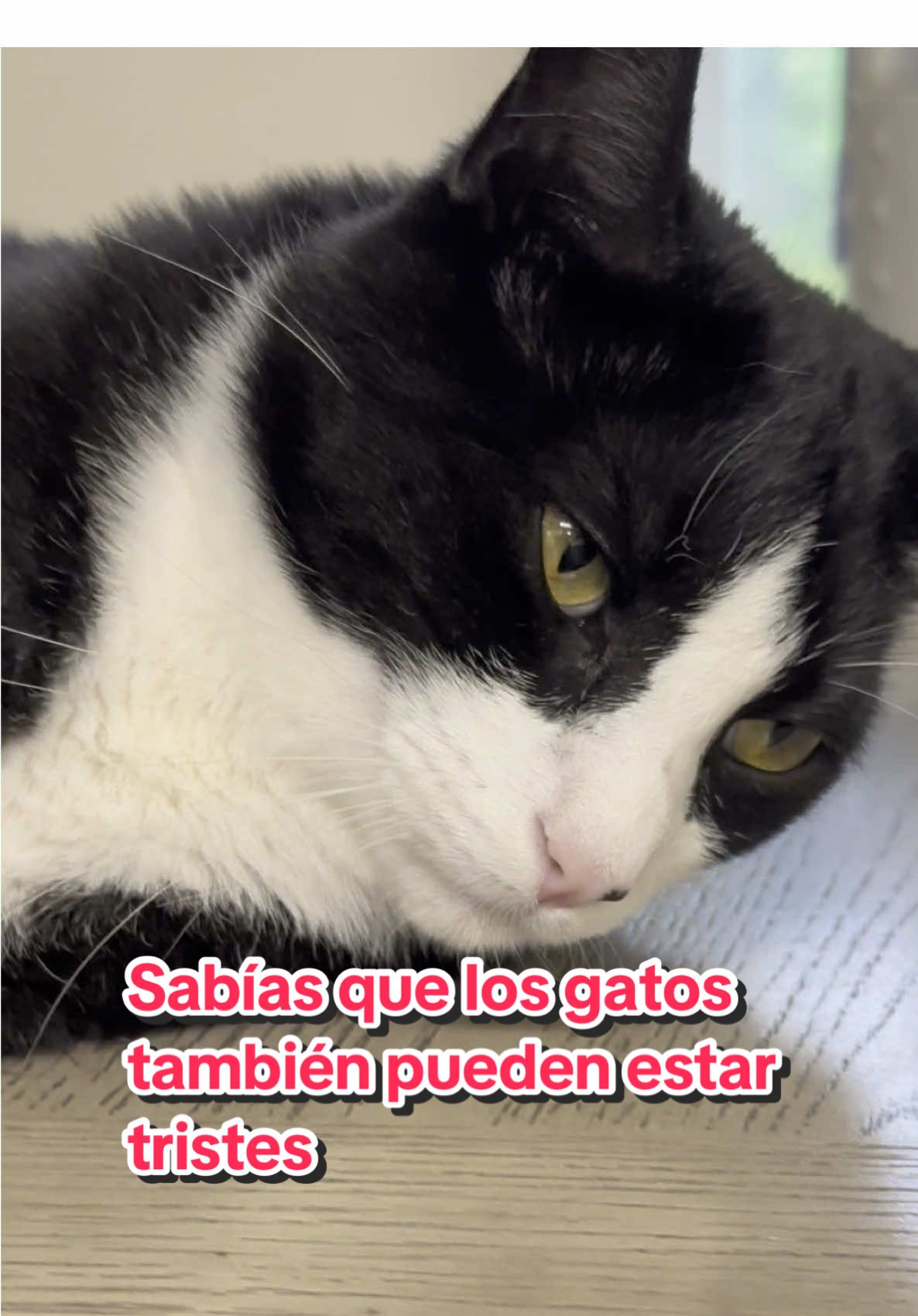 Cómo reconocer la tristeza en tu gato Los gatos no lloran como nosotros, pero sí muestran señales cuando algo no está bien.#gatos #gato #trizteza #cat #cats #catlovers #michi 