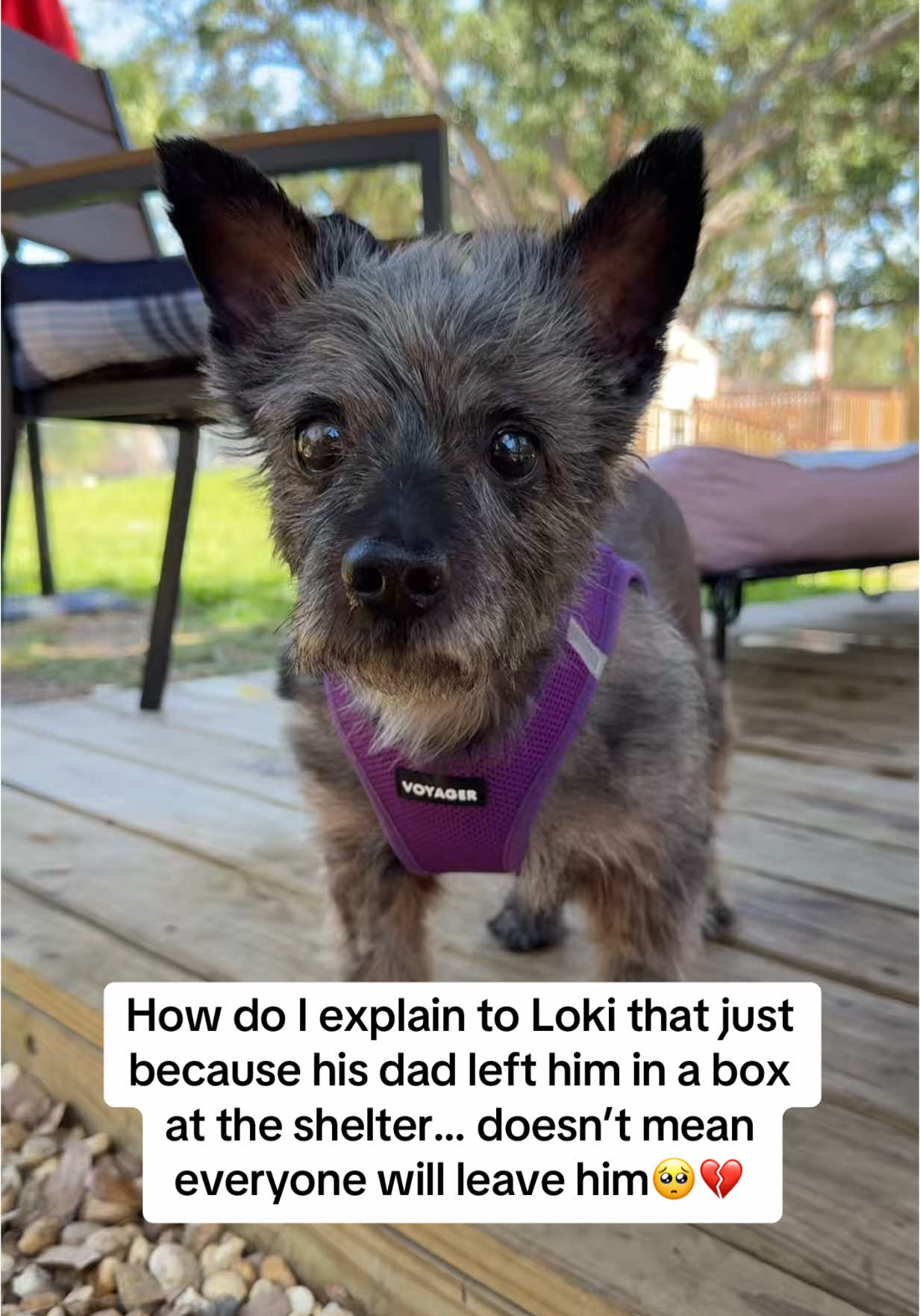 Loki’s story is one of survival💔 Dumped in a box like trash, discarded by the only person he trusted… His eyes were so painful he could barely move. His skin like leather from years of untreated infections. A tangerine sized mass left to grow. Silent suffering. No one listening. No one seeing. Until now. Loki took his freedom ride a few weeks ago, and everything has changed. He’s been neutered, had a grade 4 dental, and that painful mass removed (not cancerous). His eyes are healing, and he’s finally more mobile, more comfortable… more himself. Loki is now waiting for a second chance at life, at love, at forever. He’s this sweet soul, potty trained, and quiet! He is blind, partially deaf, he will require eye meds for the rest of his life,  his age is unknown (we guess he’s a senior) but no known other health issues! He is still waiting for someone who will never turn away. Someone who sees the beautiful boy he’s always been. Share this post. Share it again. Let the world see Loki‼️ Want to Adopt Loki or Donate to our mission?! Link is in our Bio!!  🐾 Adoption Application: trueandfaithfulpetrescuemission.org/requirements ❤️ Donations: trueandfaithfulpetrescuemission.org/support-us #adoptme #seniordoglove #rescuedog #terrier #mix 