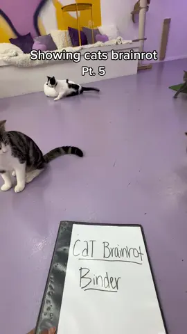 Are they cooked? 💔 You can meet all these kitties at our cat lounge in Austin, Tx 🐾 They’re all rescued and adoptable🫶 #rizz #alpha #sigma #brainrot #cats #catlovers #catmeme brainrot binder, cats brainrot