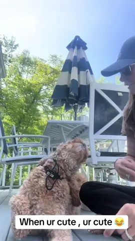 #dog #dogtok #sunprotection #sun #dogsoftiktok #doggosoftiktok 