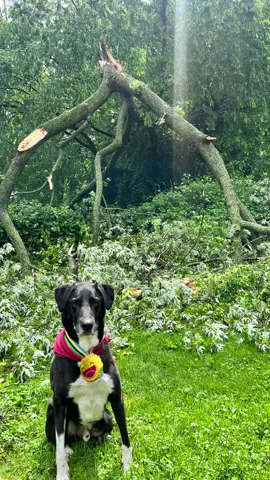 Guyyyyys 😭😭😭 The St. Louis area got hit with a nasty storm today. This was a super close call. I walked what I could to see if there were any injured or displaced friends but didn’t see any.  The birds have a new playground for a bit, I guess. #fyp #birds #birdwatching #tornado 