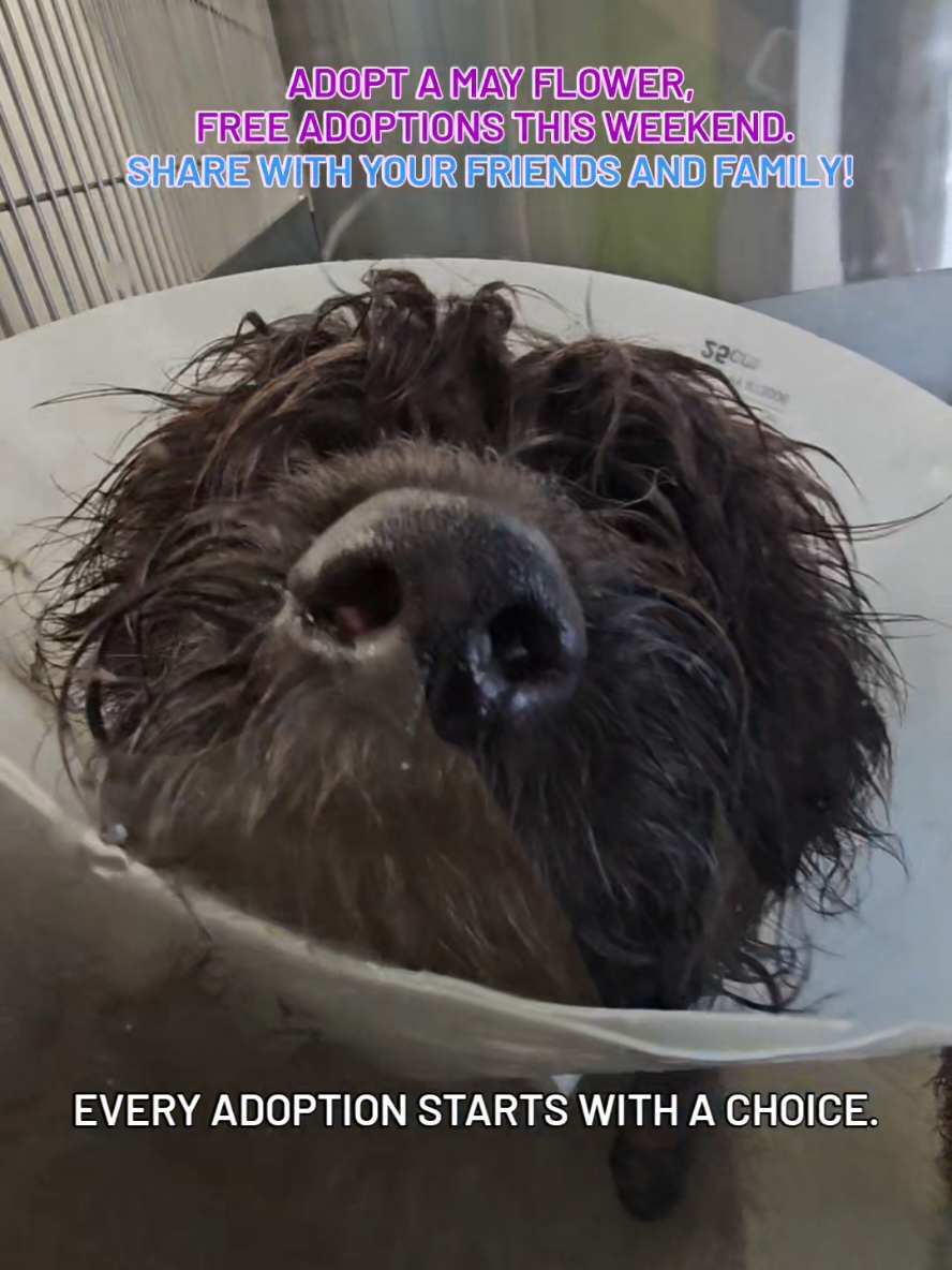 When you adopt, you’re not just giving a pet a home, you’re giving them a future. You’re choosing compassion over convenience, purpose over purchase, and love over labels. Fee-waived adoptions are still happening, and every pup or kitty you meet could be your new family member. Walk in. Fall in love. Save a life. Adopt today and make room for the next animal in need. Tag or share with someone who needs to visit our animal adoption centers this weekend. Visit us at 3180 Presidential Drive Atlanta, GA 30340.
