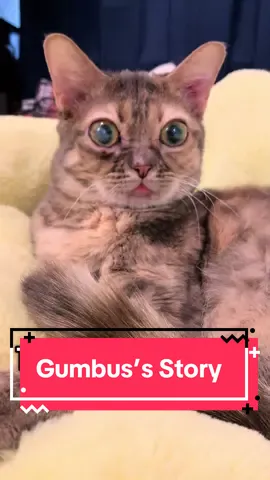 Gumbus’s Story 🥰 #fyp #foryoupage #Gumbus #rescuekitten #kittensoftiktok #rescuecat #catsoftiktok 