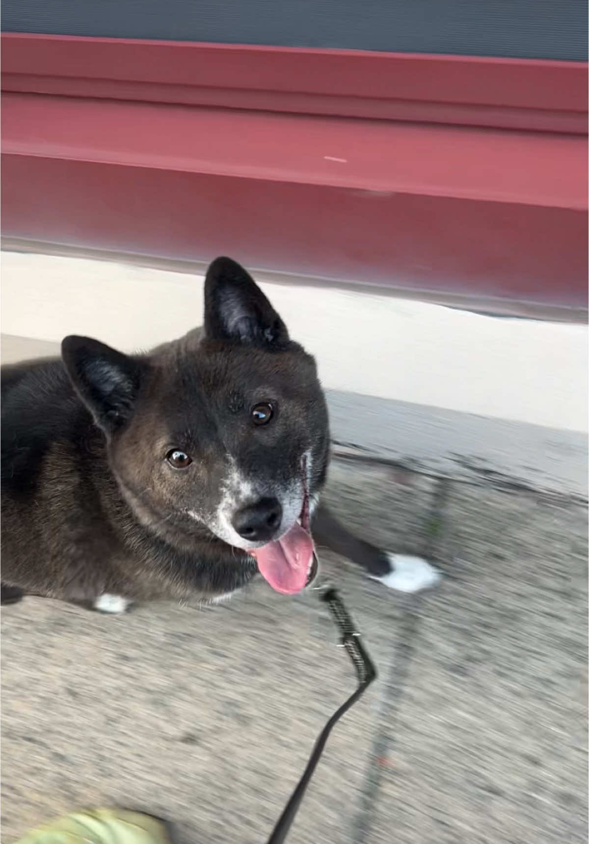 Charlie is a very dedicated, relentless scavenger (if you’re a dog owner in Philadelphia, you know how challenging these sidewalks are 🦴). You can hear how his nails dig into the ground to get to a crumb of food on the sidewalk. He will forever be an opportunist, but he’s well on his way to making better decisions! #fosterdog #shiba #shibainu #DogTraining #dogtok #philly #philadelphia 