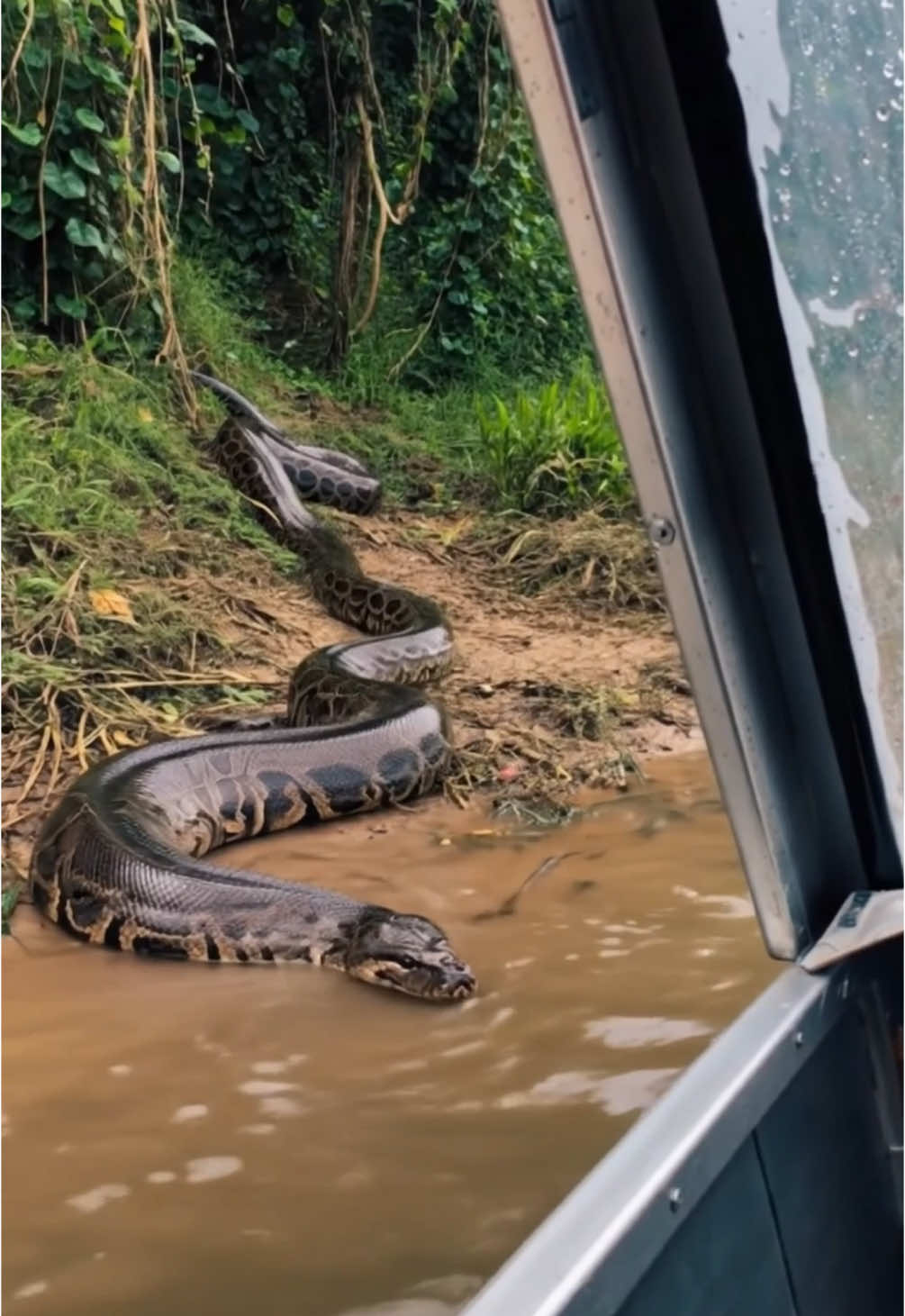 🐍 A Huge Anaconda spotted in the Amazon near a River #anaconda #snake #amazonia #scary 