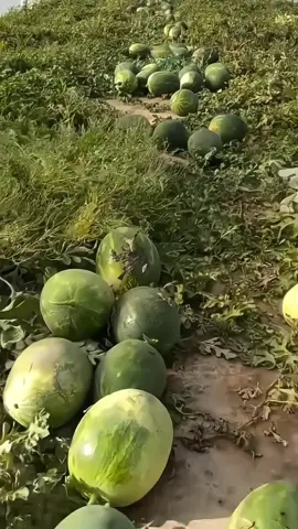 The Gospel of Laziness is Coming! Lazy watermelons are not picky or delicate. If you plant them, you will wait for a bountiful harvest. The melon skin is thin and juicy, and a bite is sweet to your heart!#LazyWatermelon #Watermelon #Seeds #WatermelonSeeds 