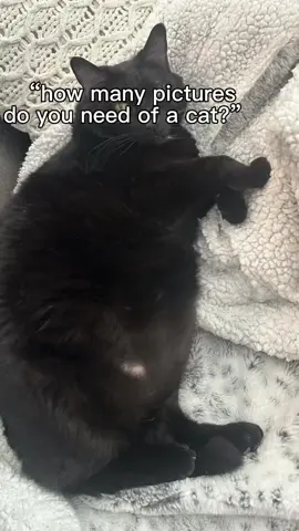 #FatCat #ChonkyCat #Chonk #BigKitty #chunkycat #catsoftiktok #cat #thick 