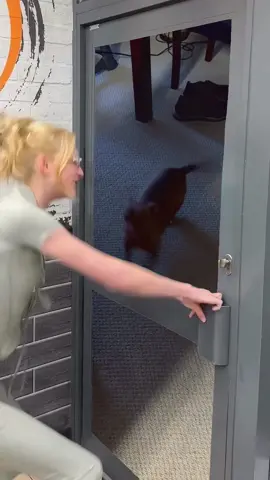 The Juju said you ain’t coming in here! 😂 #blackjpw3 #PetsOfTikTok 