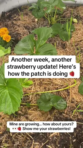 The patch is doing its thing 🍓 Show me your strawberries and let’s compare notes! #ShowMeYourStrawberries #StrawberryPatch #BerryWatch #GardenTok #HomeGarden #GrowWithMe #FruitGarden #GardeningLife