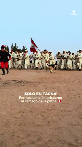 🔴 ¡SOLO EN TACNA! Perritos tacneños también asistieron al llamado de la patria.  #tacna #perritos #tacna_peru #petfriendly #campodelaalianza #patriotismo #vivaelperu #fypシ゚ #fypp #viralvideos 