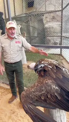 Vultur core 🤨🤣🤯#vultures #vultureculture #cinereousvulture #birds#birdsoftiktok #eagles #animal #animalsoftiktok #pet #PetsOfTikTok #fyp #funny  