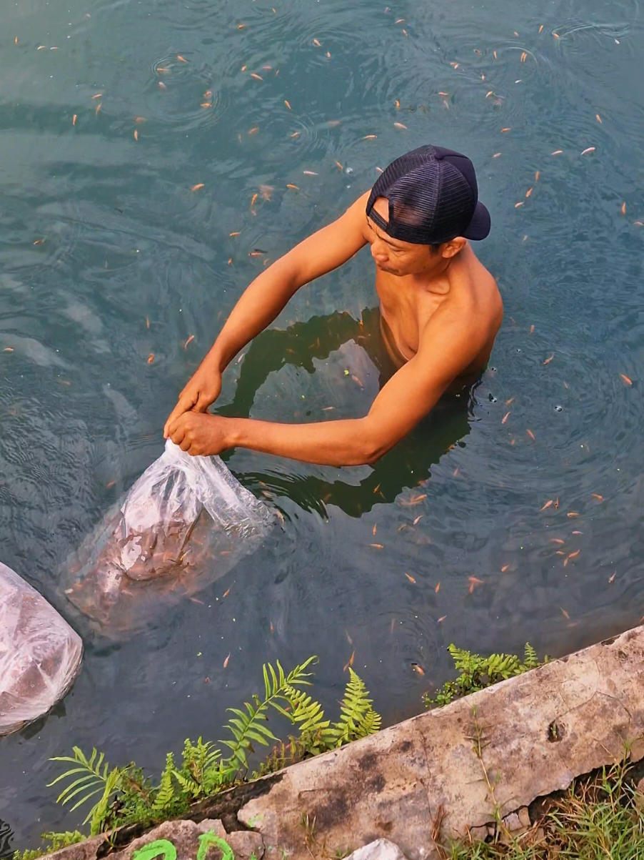 penebaran ikan Rowo Kancu