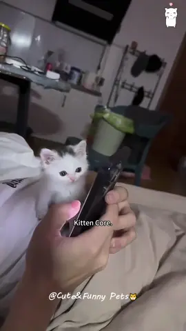 Part402丨Kitten Core.🤣🤣🤣#funnycats #funnyanimals #petvideos #cat #catsoftiktok #fyp #usa #longervideos #cats #fypage #fypシ゚viral #fyppppppppppppppppppppppp #catbaby #baby #babylove 