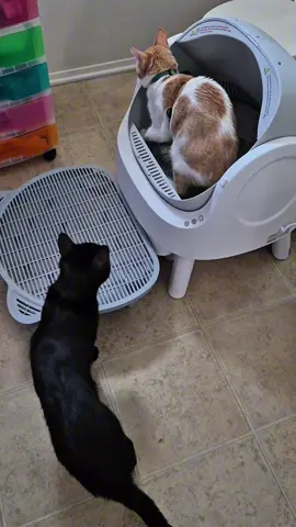 PetPivot Autoscooper 11 Open-Top Self- Cleaning Cat Litter Box, Odor-Free Waste Disposal includes Trash Bags #catlitterbox #catsoftiktok #catlovers #cutecat #cats #cat #viral #fyp #tiktokshop 