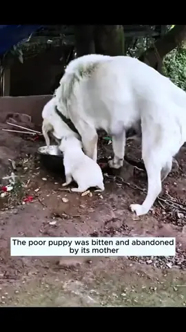 Poor puppy rescued 🙏🙏🙏❤️❤️❤️❤️❤️❤️#rescue #rescueanimals #animals #dog #puppy #rescuepuppy #fyp 