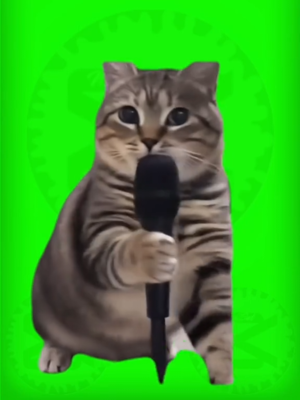 🔰PLANTILLA🔰
 🌟 Gatito cantando Oia🌟
 #Meme #pantallaverde #greenscreen #sticker  #wazacut #oia #cat #gato #humor #viral 