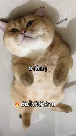 ยังยังยังอีก #เติมไฟ #tiktokสัตว์เลี้ยง #ทาสแมว #ฟีดดดシ 