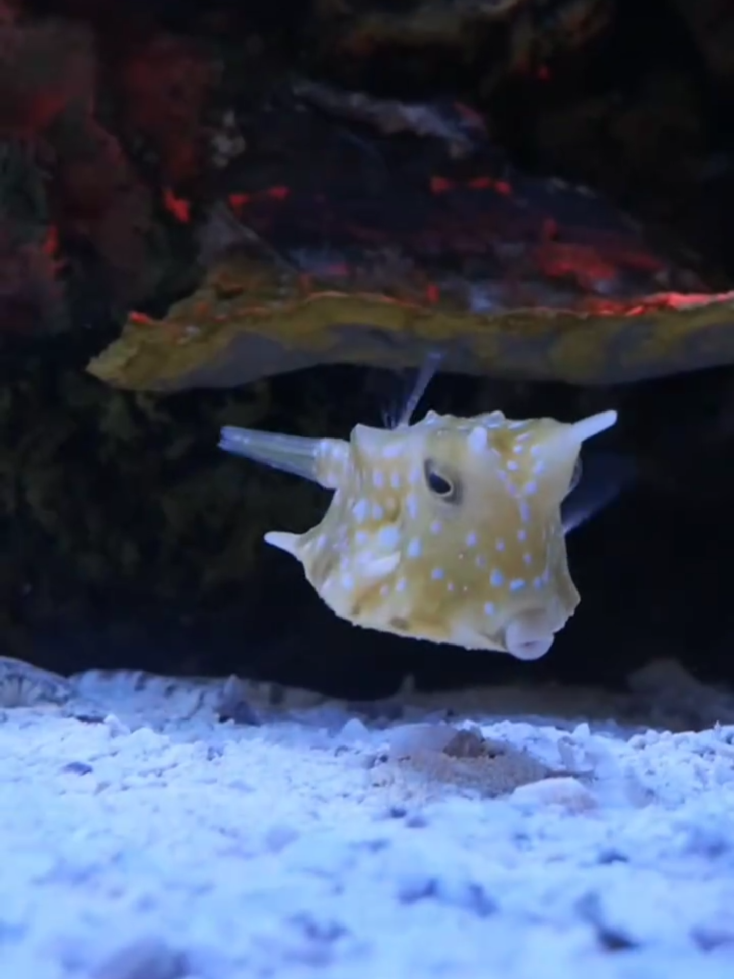Kenalin Longhorn Cowfish ikan yang bentuknya kotak! #aquarium #marine #marinetank #reeftank #akuariumlaut #ikannemo #ikanhias #fish #reef #reeflife #akuarium #fyp #ikanlaut #ikanpredator