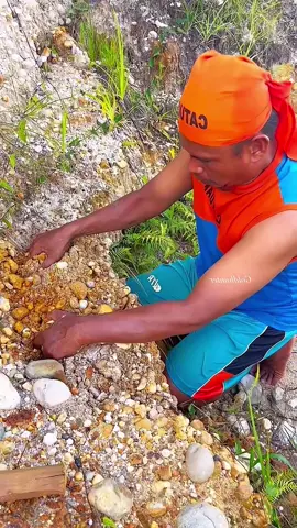 Looking for gold and panning for gold buried in river walls #viralvideo #golddiscovery #mininggold #goldhunter #goldpanning #foryou #foryoupage 