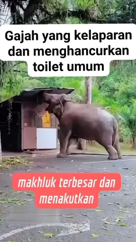 ngari !!!seekor gajah rusak toilet umum#video #tiktok #aysami@