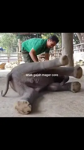 Membalas @幻影 selain itu, gajah ternyata mageran loh wkwk #anakgajahcore #anakgajahlucu #anakgajahditabraktruk #gajahmalaysiaviral #anakgajahmager