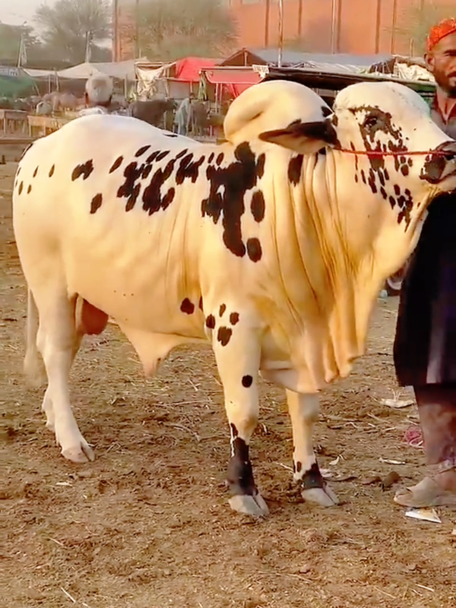 beautiful crow kurbani ka liya Eid 2025#vira#tiktok#foryou#beautiful view#2025 