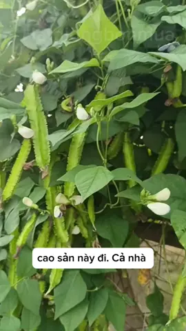 Hạt giống có sẵn trong giỏ hàng ạ #xuhuong #viral #hatgiong 