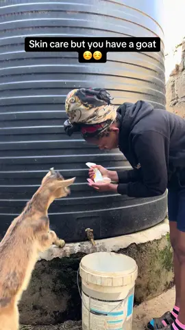 Just GOATS hanging out 😂😂😂