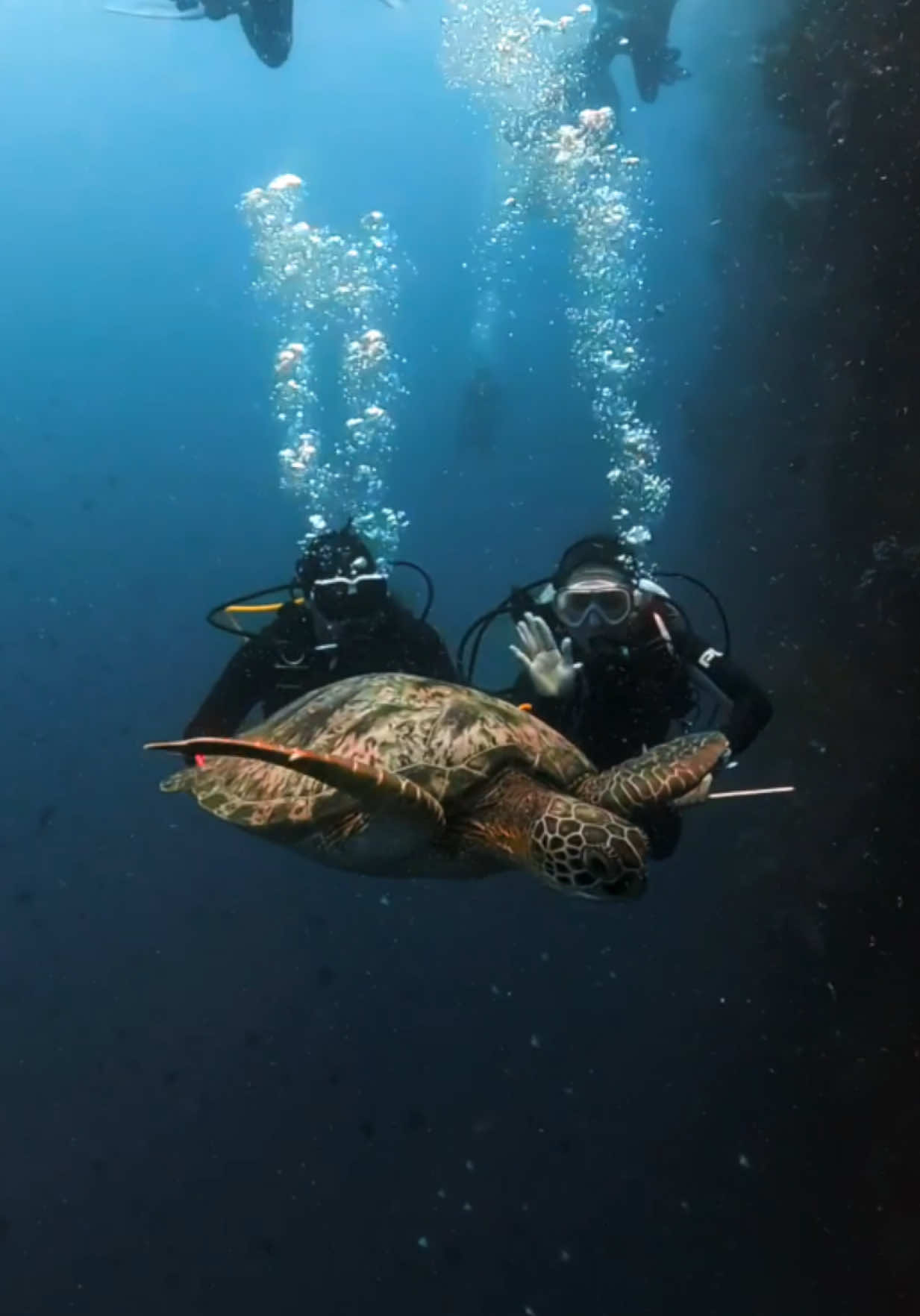 Mari kita usahakan ngedate ngeliat pemandangan indah bawah laut! #divingdate #diving 💙