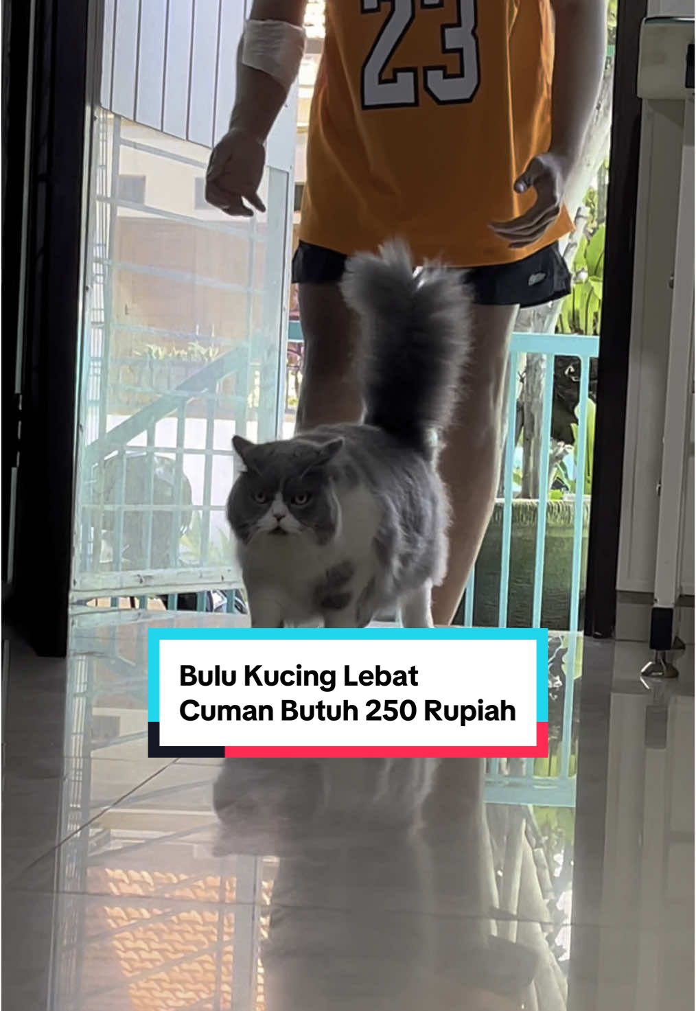 Vitamin pelebat bulu kucing dengan harga terjangkau dan punya sejuta manfaat #vitaminkucing #kucingbululebat #fyp 