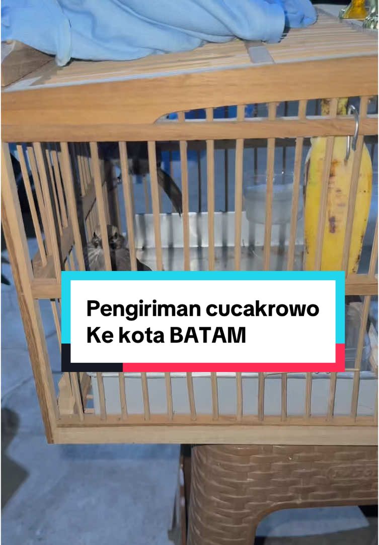 Pengiriman cucakrowo 1 pasang ke kota BATAM melalui via udara  . #ronggolawebirdfarm #kluntingcrot #kicaumaniaindonesia #kicaumania #kicaumanianusantara #cucakrowoindonesia #kicauburung #explorekicaumania #cucakrowo #breedingcucakrowo #fyp #aviaryronggolawe #masukberandamu #ngertidewemanuke #kicaunusantara #kicaumania_indonesia 