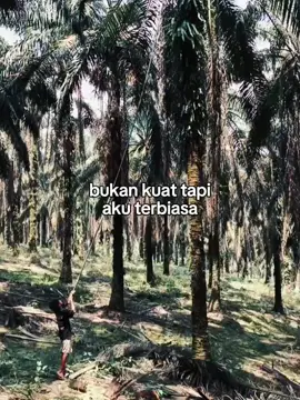 #htttppssme. #fypviraltiktok #kulisawitsumatra . #fyp?lewatberandamu✨⚡ 