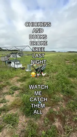 THE DUCKS & CHICKENS GANGED UP AND BROKE FREE LAST NIGHT 😂🐔🦆#IOKFarm #ChickenEscape #DuckDrama #PoultryLife #FarmFails #HomesteadHustle #AnimalEscape #TikTokFarm #FarmLifeUK #OffGridFarming #ChickensOfTikTok #DucksOnTheLoose