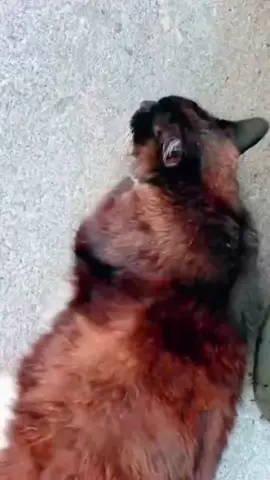 #funnyanimals #cuteanimals #pets #fyp 