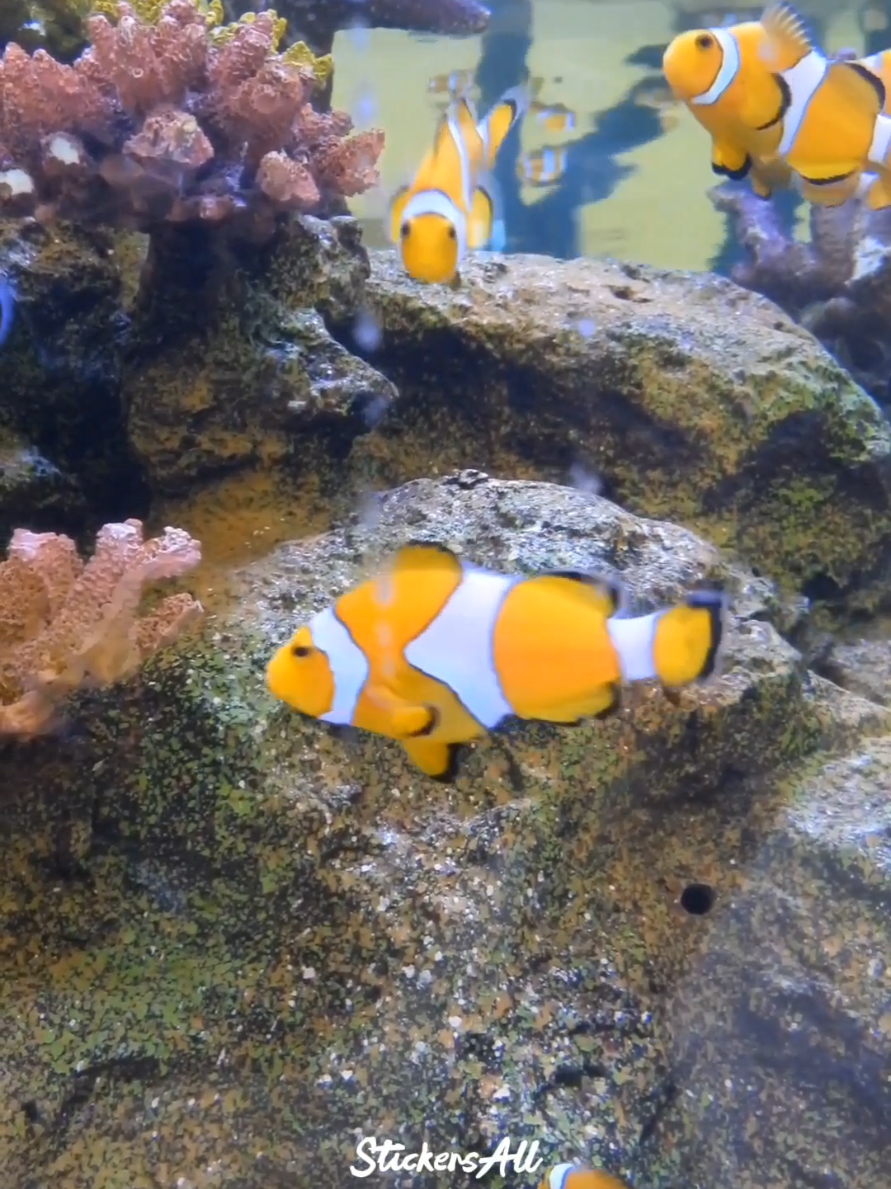 เที่ยวบึงฉวาก #aquarium #สารคดีtiktok #ธรรมชาติ #tour #thaitourism #stickersall #เที่ยวฟีลกู๊ด #วันเดียวเที่ยวได้ #ดูปลาเพลินๆ #ปลาเต็มตู้ #เที่ยวไปเรียนรู้ไป #โลกใต้ทะเล #ปลาน่ารัก #ท่องเที่ยวเชิงเรียนรู้ #สัตว์น้ํา #thai #thailand🇹🇭 #thailand #suphunburi #บึงฉวาก #shark #เที่ยวไปเรื่อย #ชิลไปไหน #เที่ยวไทย #รีวิวเที่ยว #ติ๊กต๊อกเที่ยวทั่วไทย #tiktokuni #เที่ยวสุพรรณบุรี 