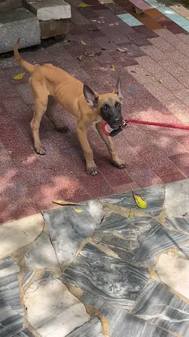 Bark, jump, bite? Not anymore.#fyp #dogsoftiktok #tiktokmademebuyit #tiktokshop #Summer #stopdogbarking 