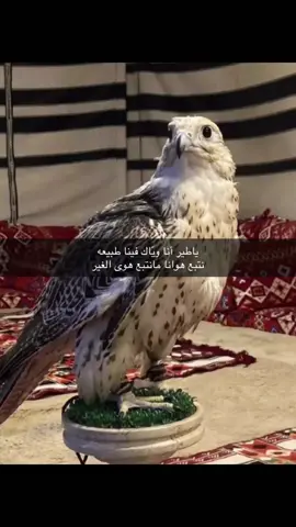 نتبع هوانا مانتبع هوى الغير.                             #قصيد #قصايد_شعر_خواطر #صقر 