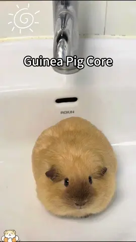 Guinea pigs core 🥰🥰#guineapig #guieapigsoftiktok #fypシ #foryou #fyp #fyppppppppppppppppppppppp #CuteButClumsy #animalsoftiktok #lovely #funnyanimals #fypage #tikto #funnyvideos #funny