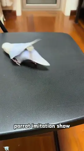 parrot imitation show#funny #parrot #parrotsoftiktok #bird #happy #cute #funnyvideo #foryou