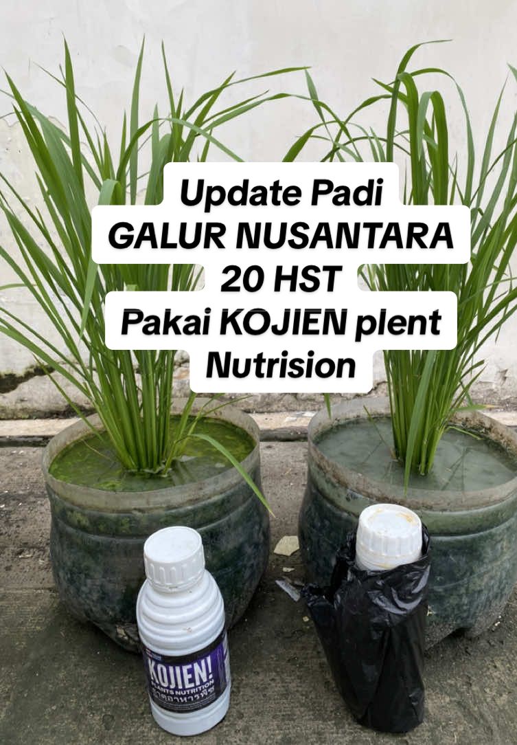 Update Padi Galur Nusantara Yg menggunakan KOJIEN #galurnusantara #kojien #nutrition #fungisida #pupukcair #padi #padiunggul #fyp #petanimuda 