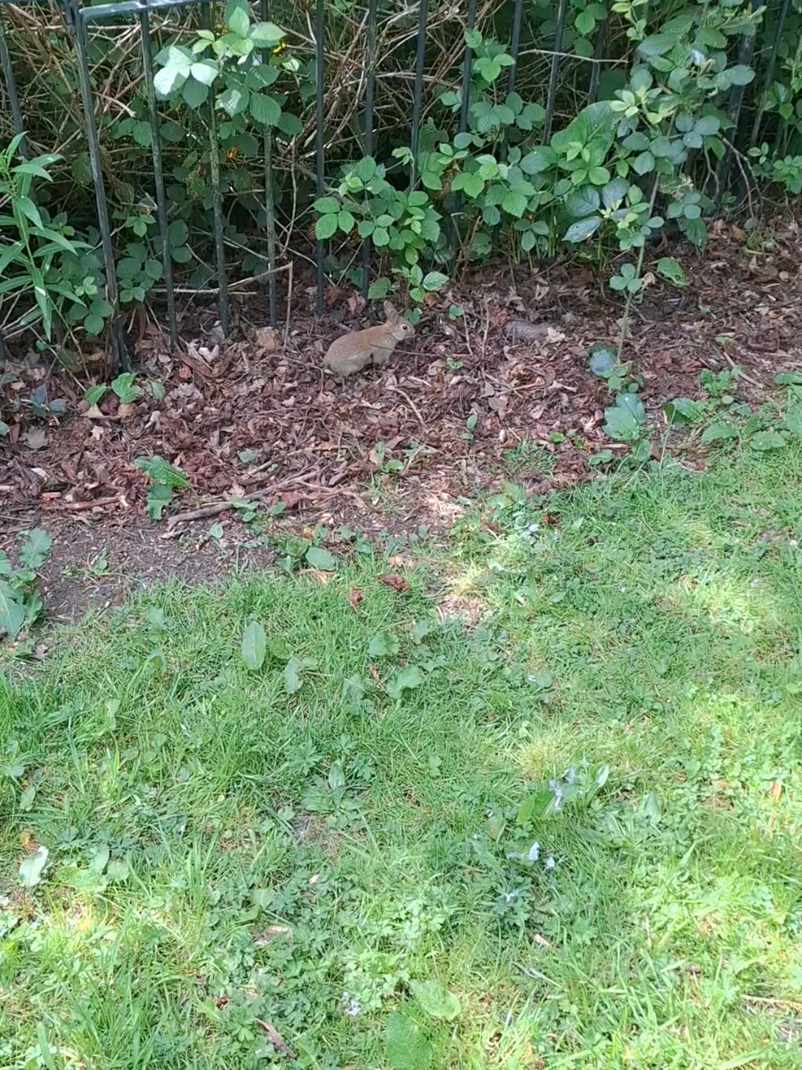 Cute Baby Bunnies spotted in Corporation Park this morning #blackburnanddarwen  #corporationparkblackburn  #blackburn  #wildlife  #nature 