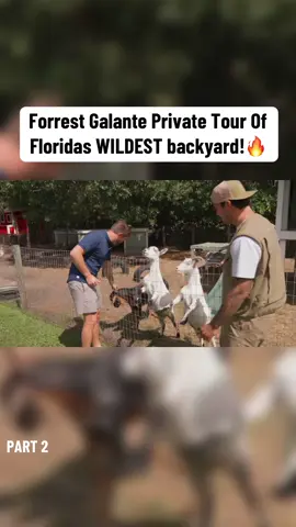 What type of pigs?😳😂😂 #forrestgalante #florida #animalsoftiktok #explore #wildliferescue #fyp #trendin #animal 